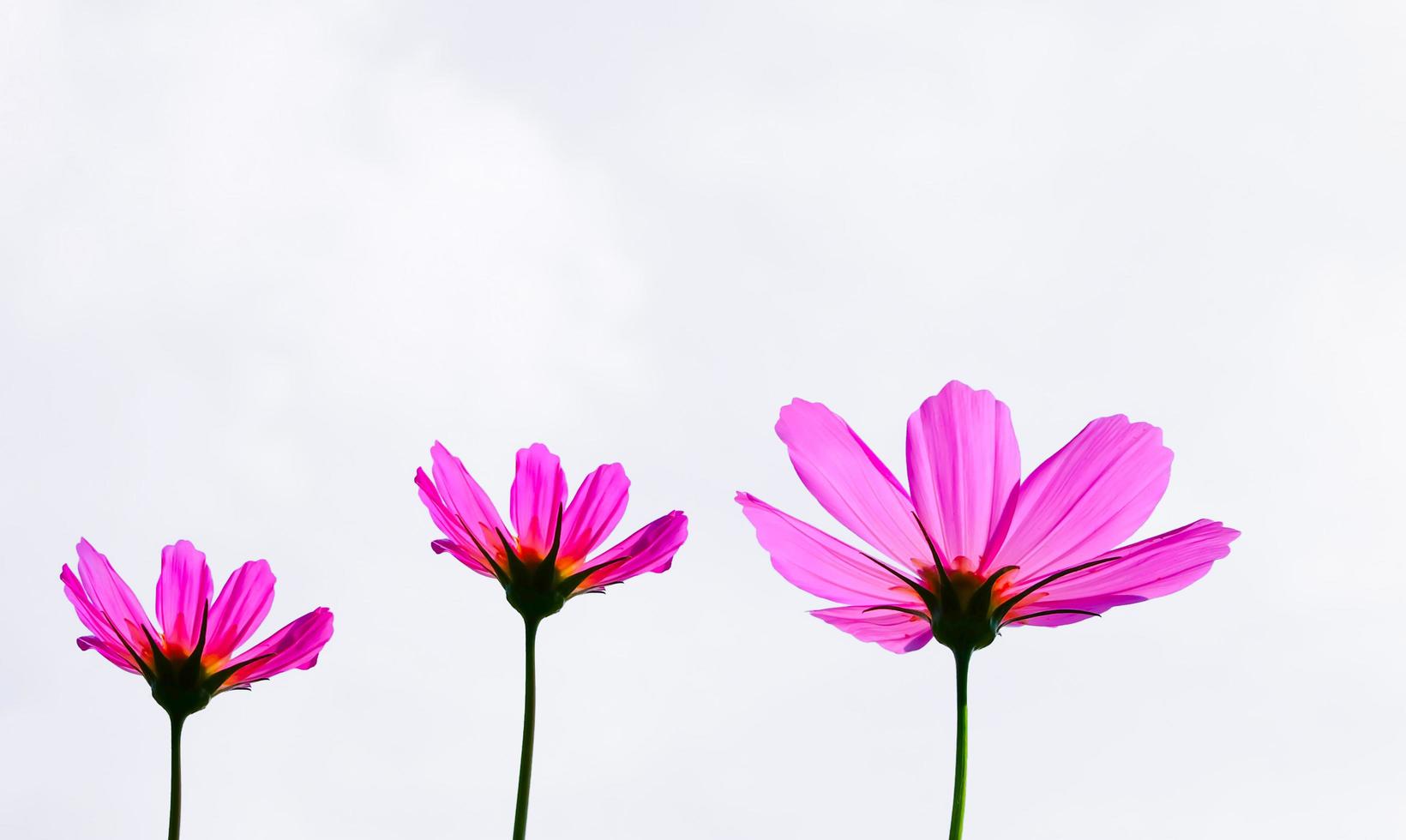 Pink cosmos flower beautiful blooming isolated on white background,copy space photo