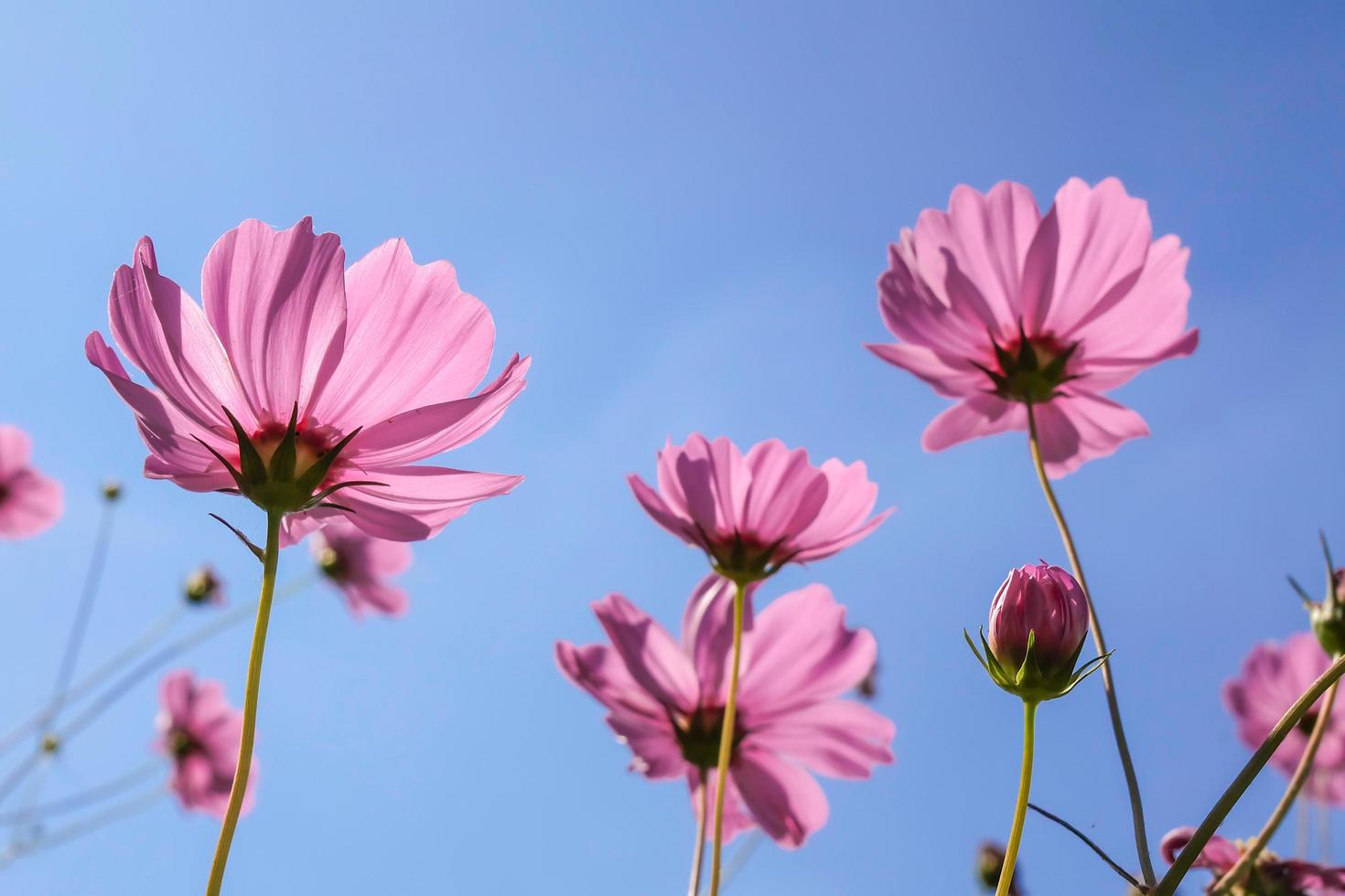 vista de ángulo bajo de plantas con flores de cosmos rosa contra el cielo azul foto