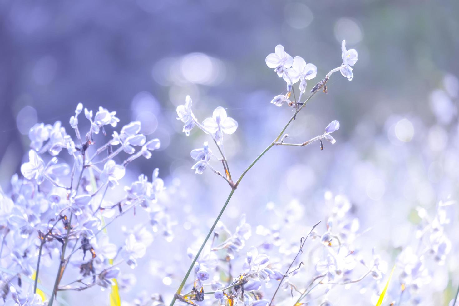 Blurred,Purple flower blossom on field. Beautiful growing and flowers on meadow blooming in the morning,selective focus nature on bokeh background,vintage style photo