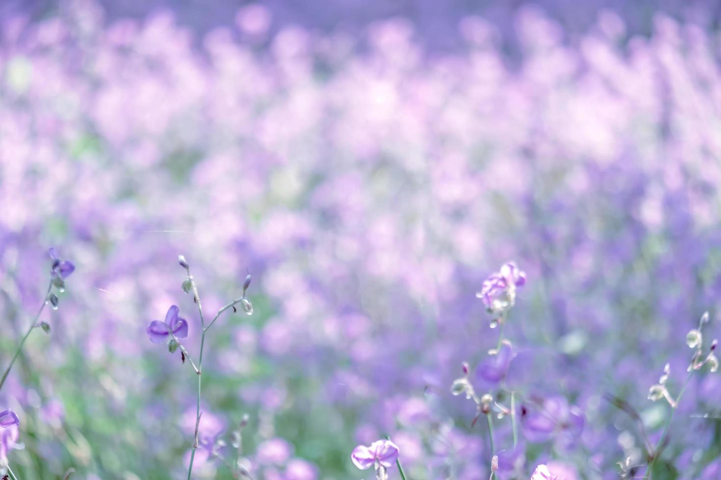 blurred of Beautiful Purple wild flowers blooming with refreshing in the morning,Soft pastel on nature bokeh background photo