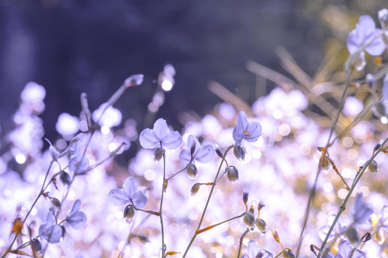 Blurred,Purple flower blossom on field. Beautiful growing and flowers on meadow blooming in the morning,selective focus nature on bokeh background,vintage style photo