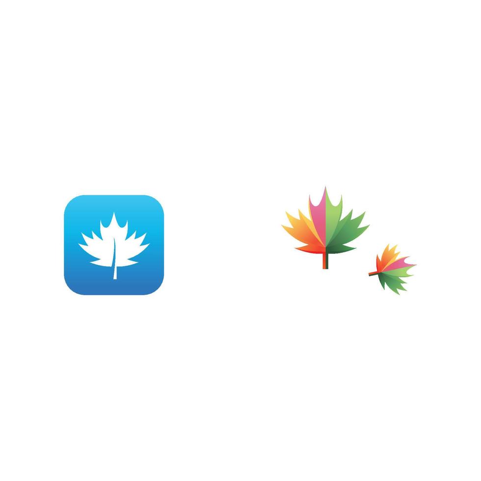 Maple leaf vector illustration