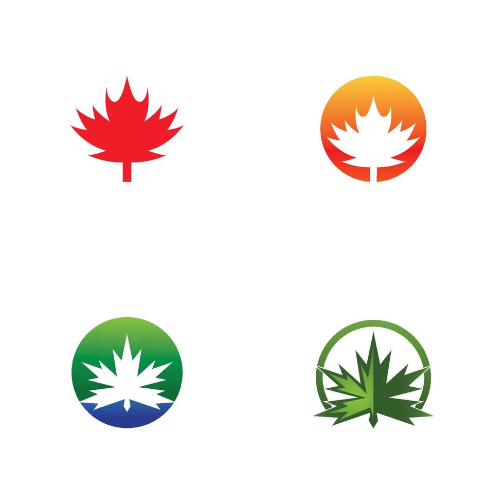 Maple leaf vector illustration