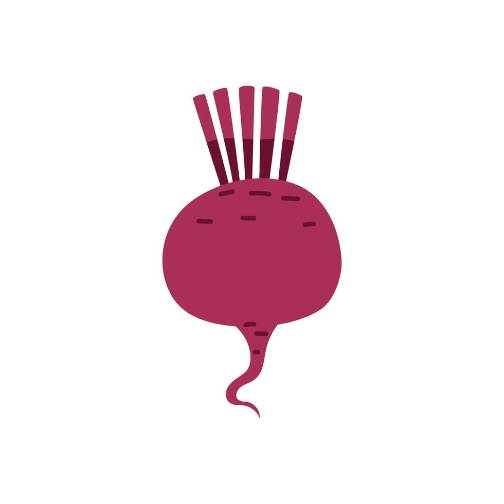 Cartoon purple beet isolated. Vector stock illustration of beetroot. Sweet agricultural crop on a white background.