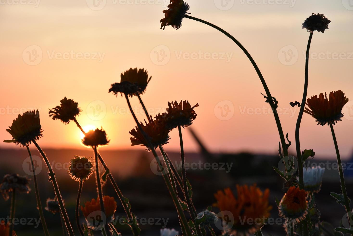 Aster flowers on the background of the sunset sky and the disk of the sun. Flowers bend over the setting sun. Evening landscape. photo