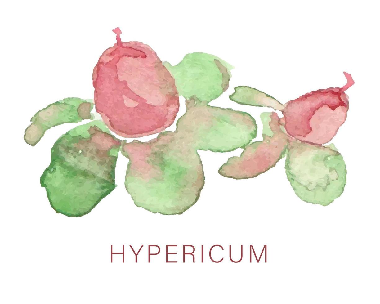 Hypericum watercolor illustration, vector icon print design