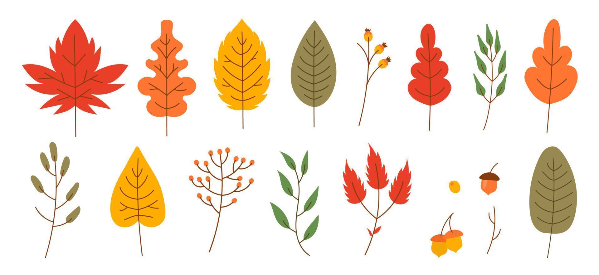 hojas de otoño estilo plano. mapple seco y bayas ilustración vectorial. conjunto de iconos de caída vector