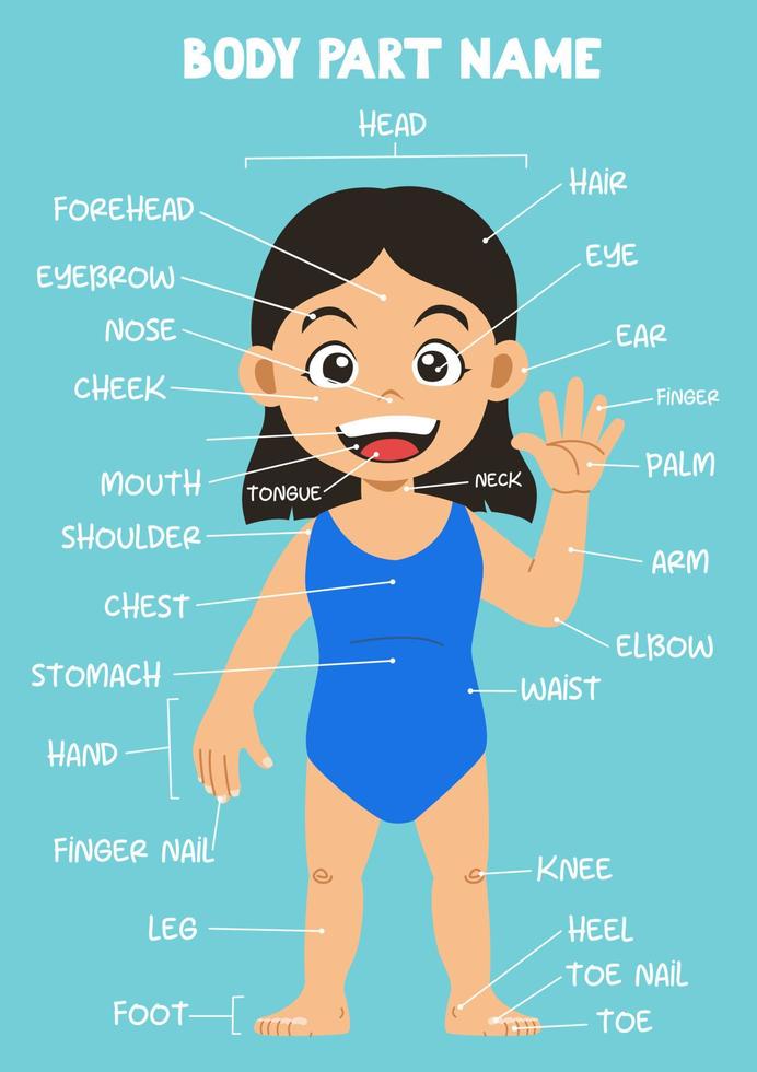 nombre de la linda parte del cuerpo humano de una niña de dibujos animados para niños en inglés vector