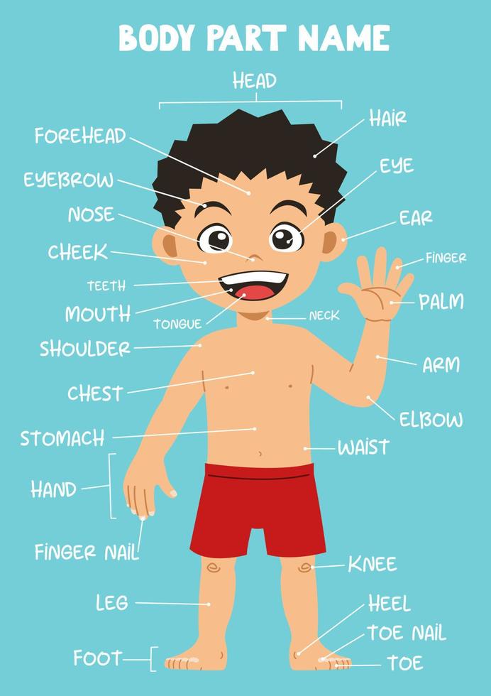 nombre de la parte del cuerpo humano del niño de dibujos animados lindo para niños en inglés vector