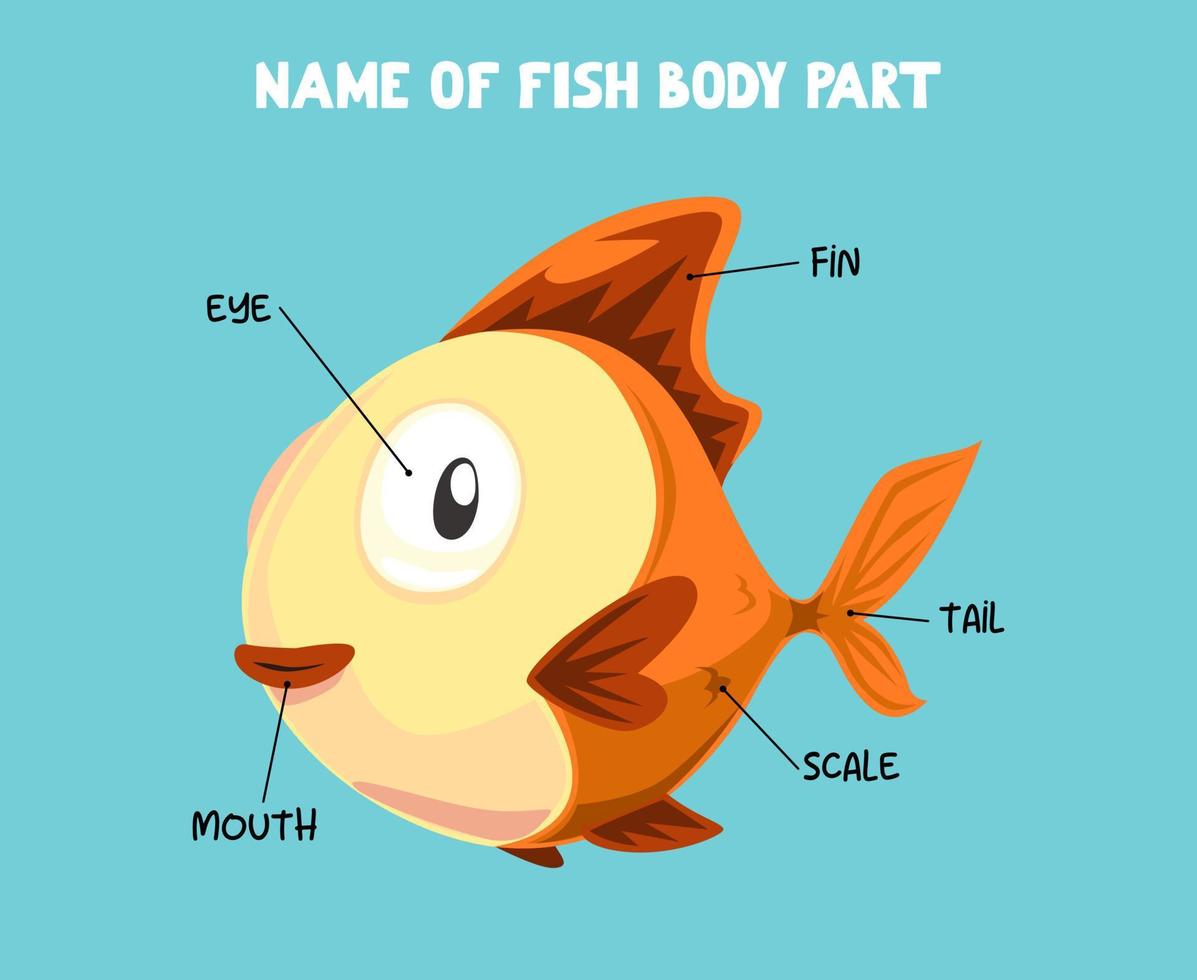 Name of cute cartoon fish body part for kids in english vector