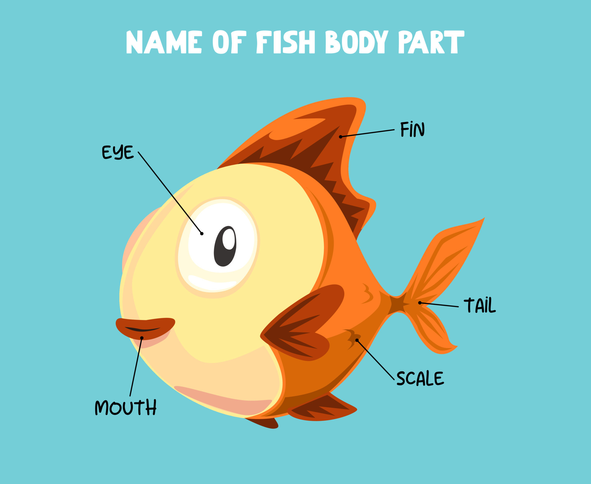 Name of cute cartoon fish body part for kids in english 9954664 Vector Art  at Vecteezy