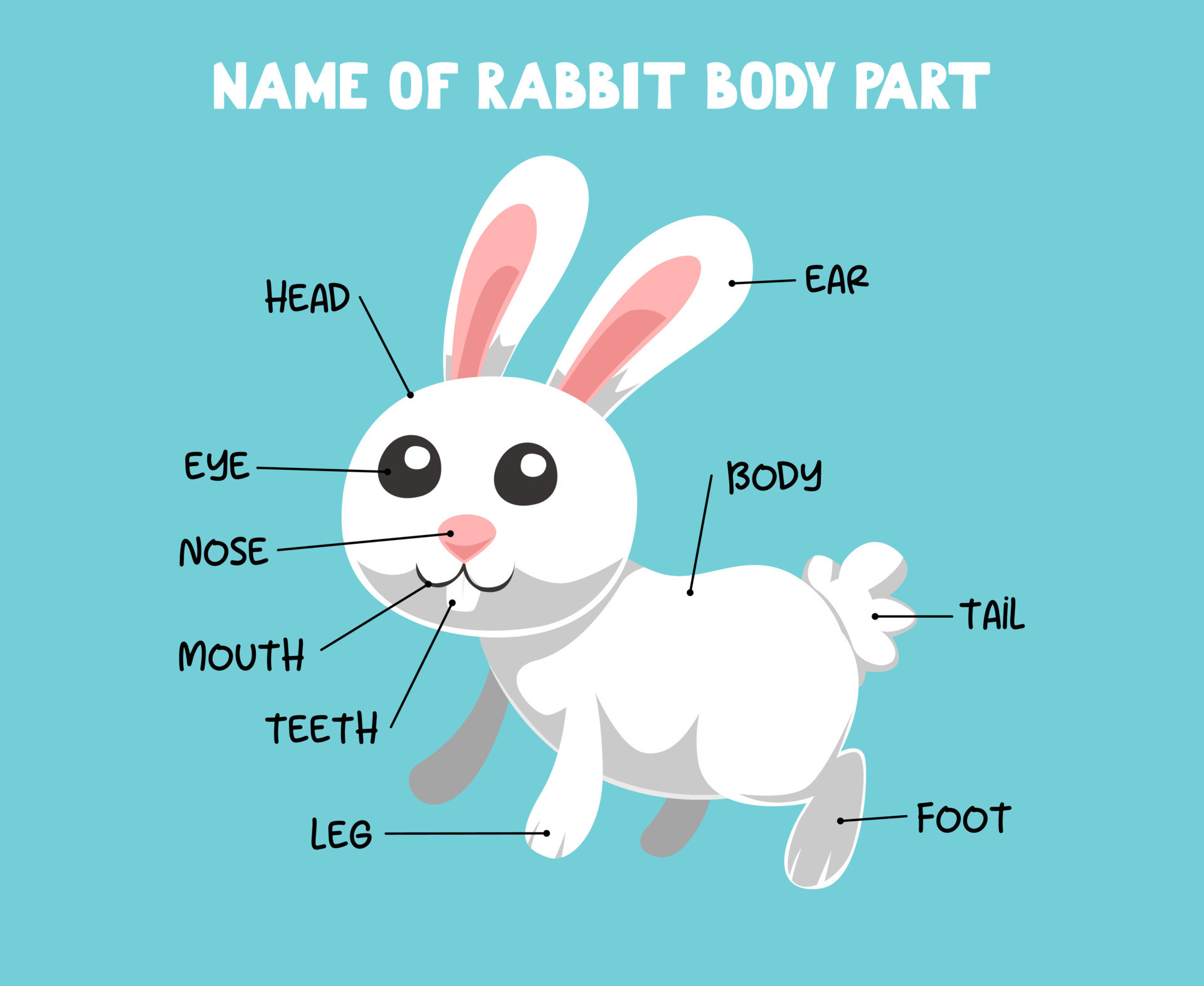 Parts of the Rabbit body for Kids. Rabbits foot