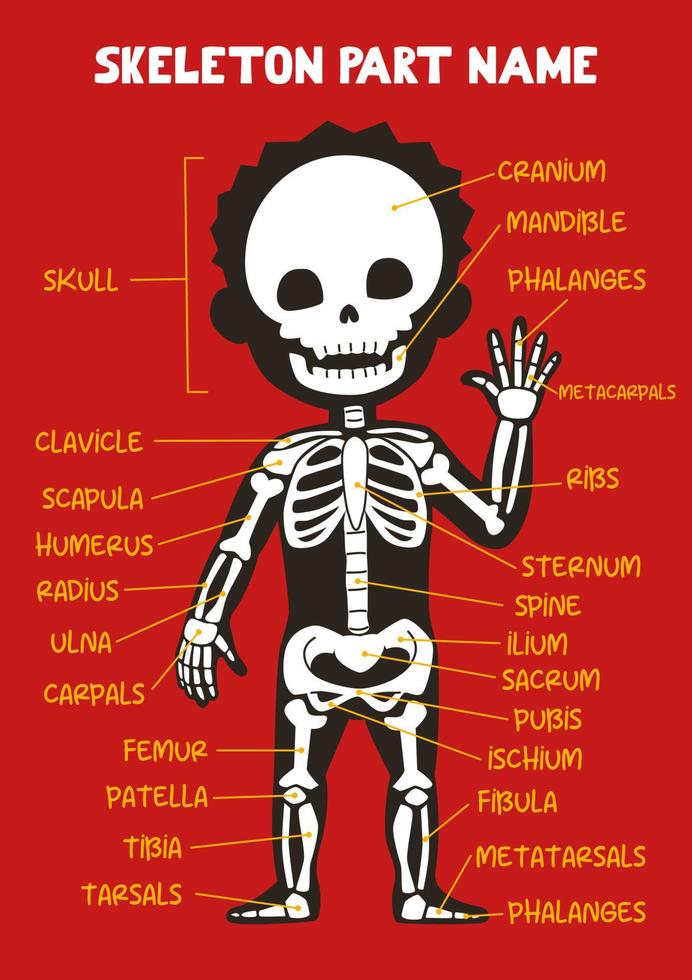 Name of cute cartoon human skeleton part for kids in english vector