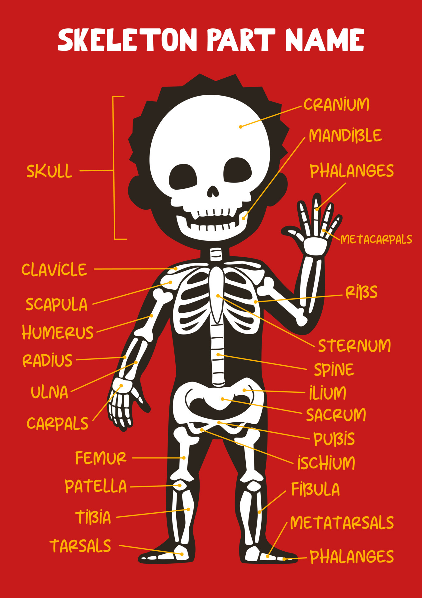 skeleton-pictures-for-kids