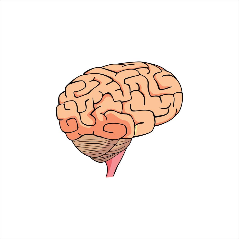 ilustración vectorial del cerebro humano. signo y símbolo de órgano. vector