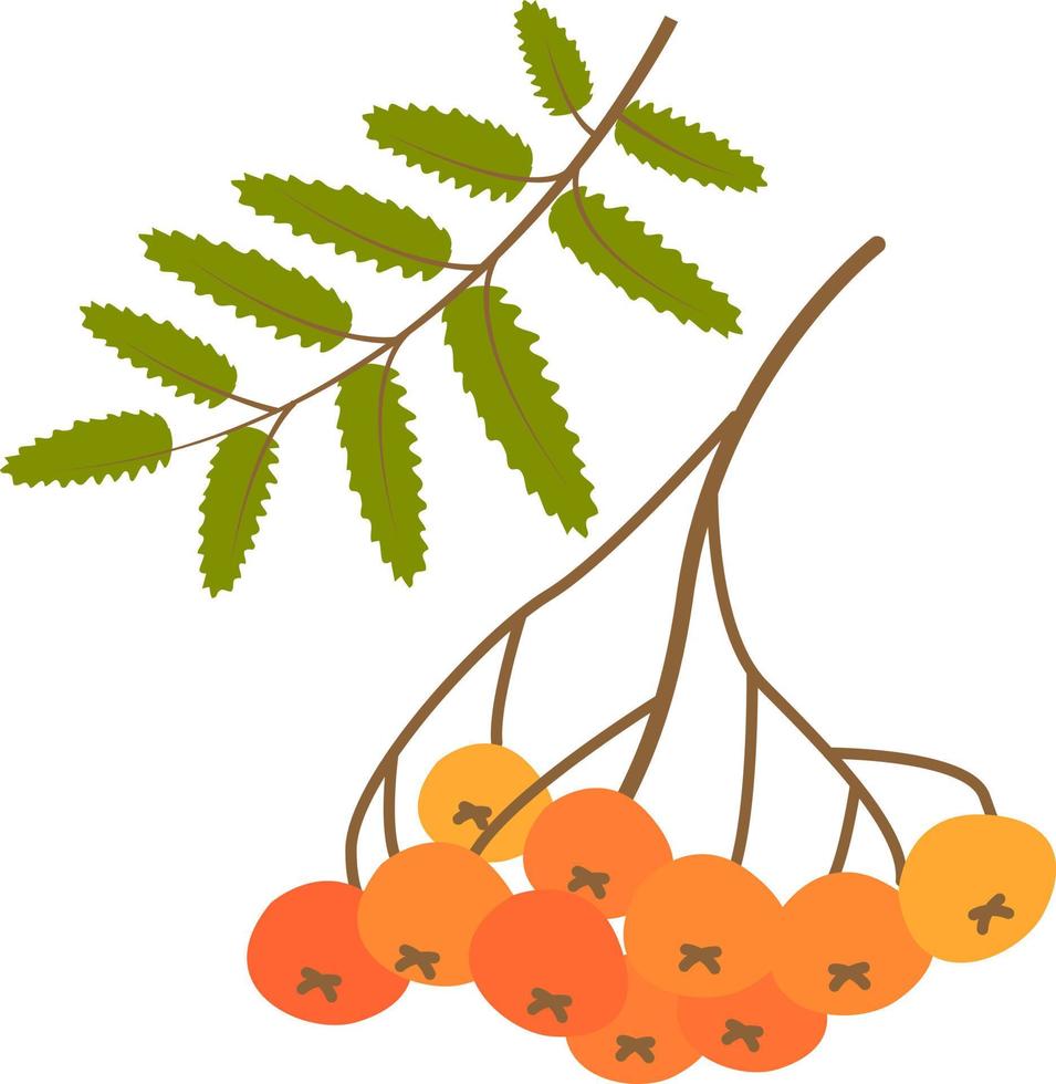 plantas de otoño ilustración vectorial vector