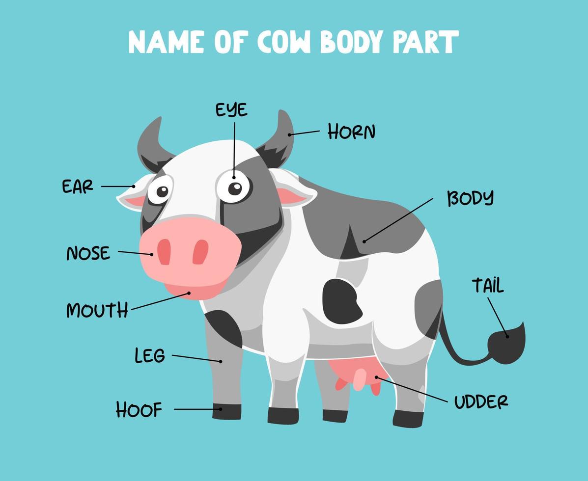 nombre de la parte del cuerpo de la vaca de dibujos animados lindo para niños en inglés vector