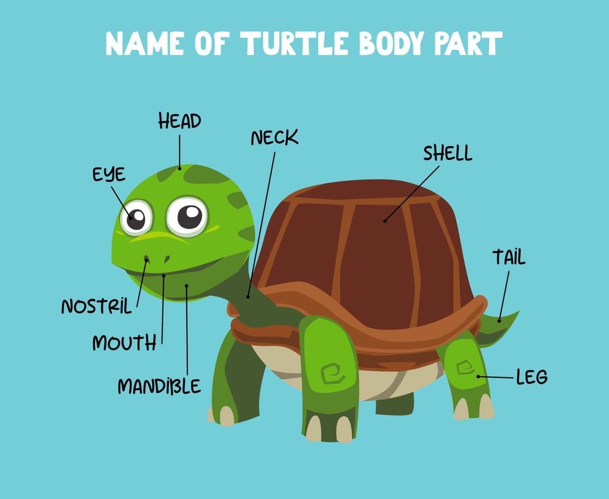 Name of cute cartoon turtle body part for kids in english vector