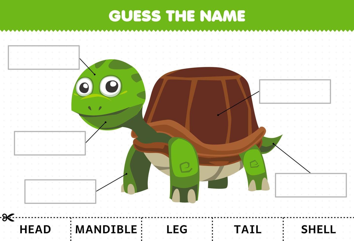 Education game for children guess the name of cute cartoon turtle body part worksheet vector