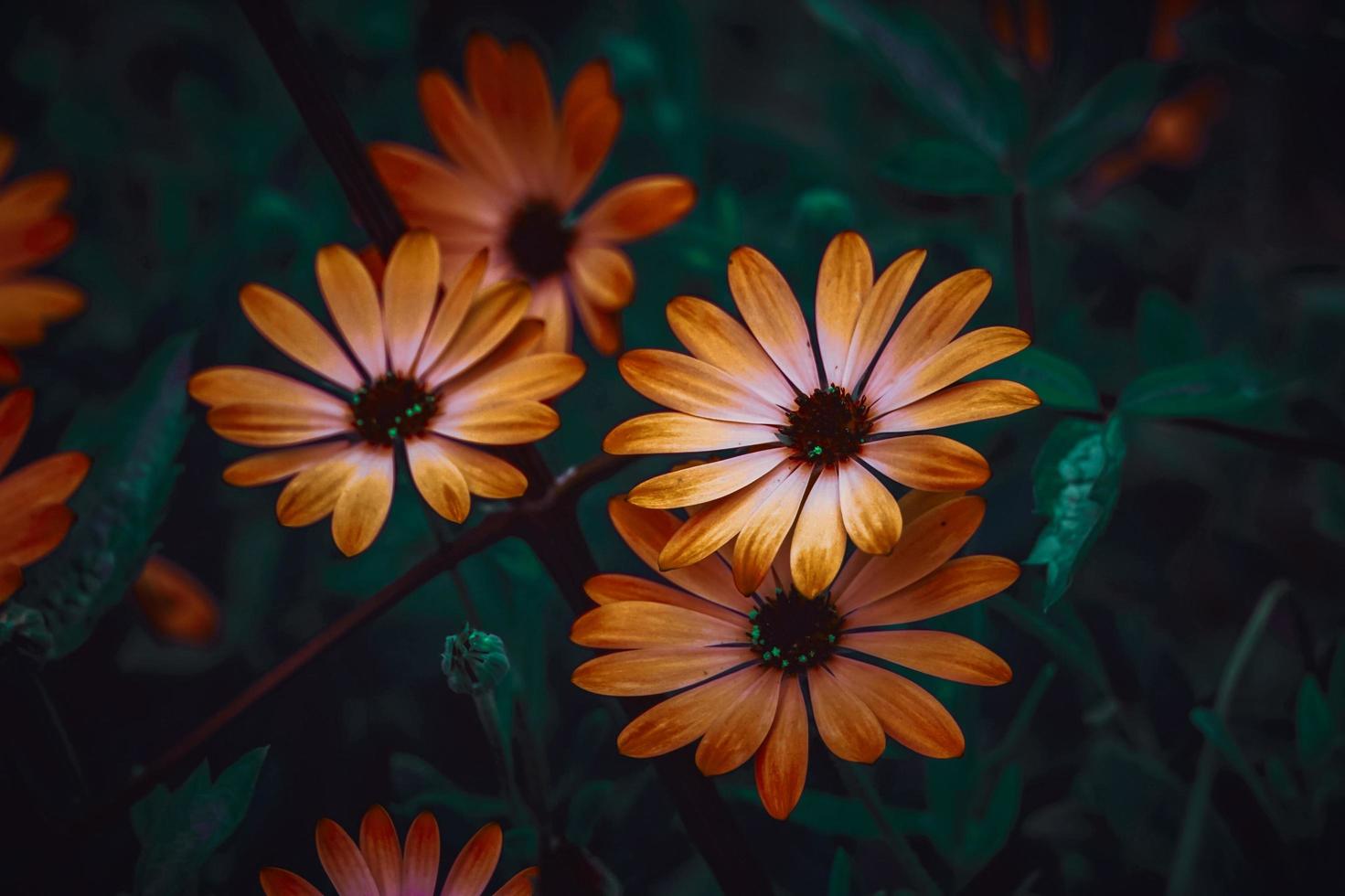 beautiful orange flowers in springtime photo