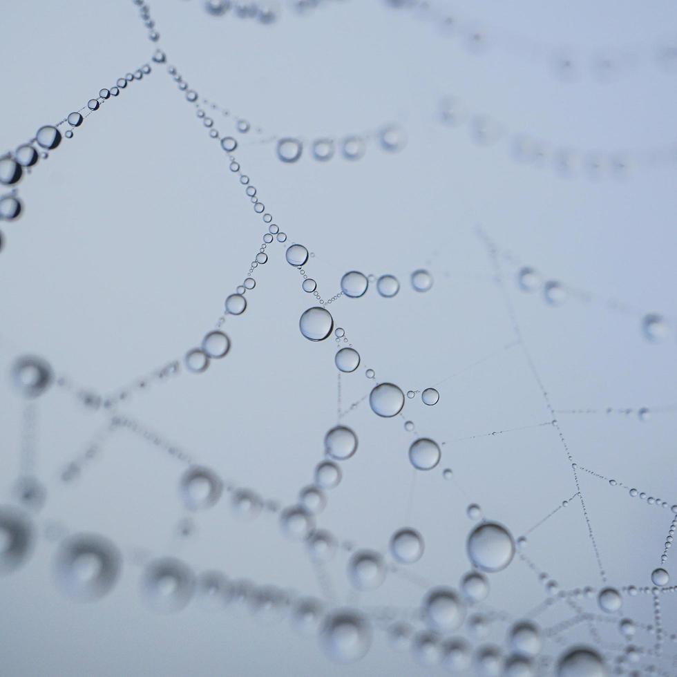 raindrops on the spider web in rainy days, abstract background photo