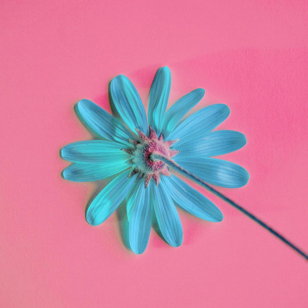 romantic blue flower in springtime photo