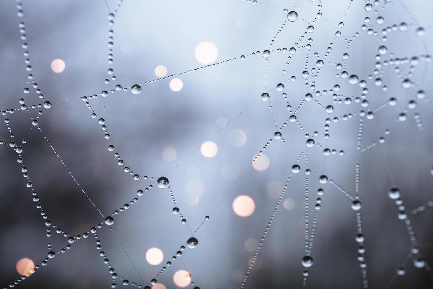 gotas en el fondo de la telaraña foto