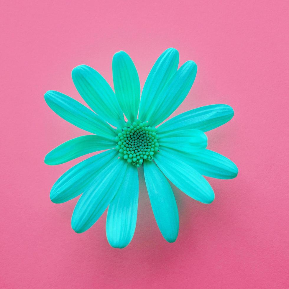 romantic blue flower in springtime photo