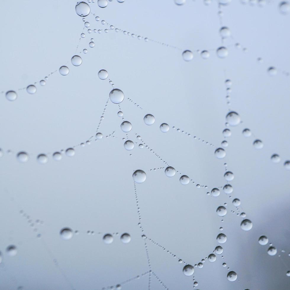 raindrops on the spider web in rainy days, abstract background photo