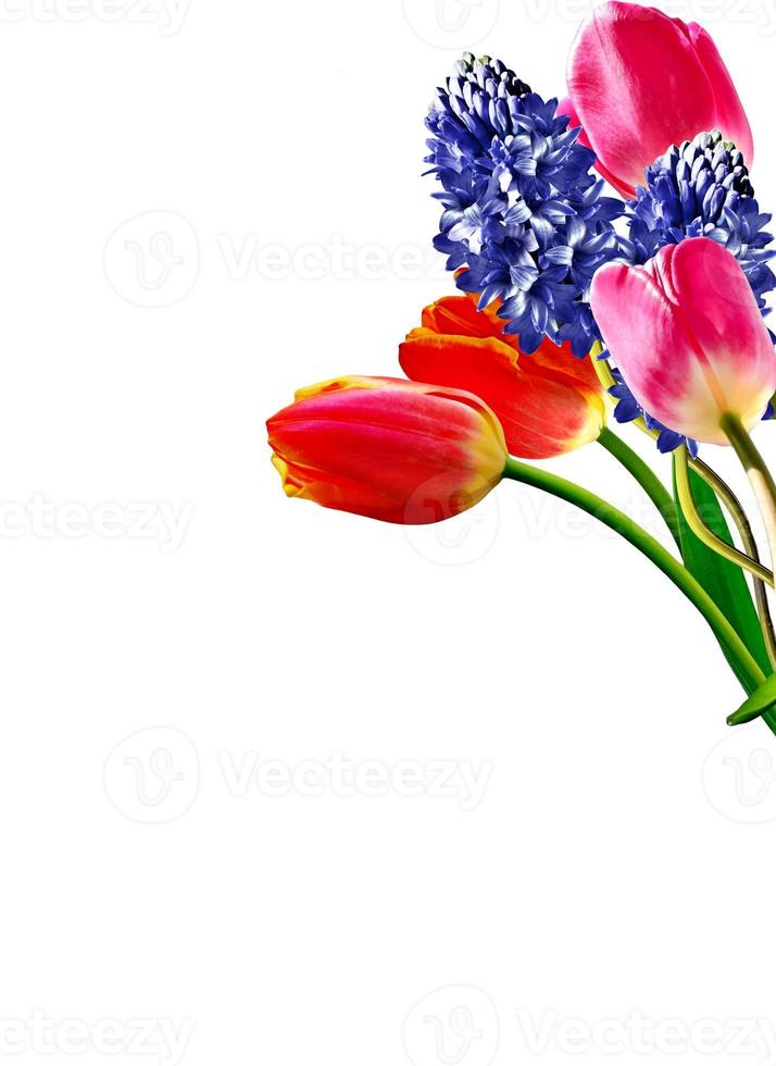 Spring flowers tulips and hyacinths isolated on white background photo