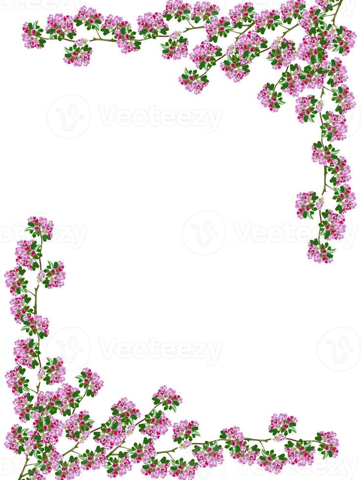 Flowering branch of apple isolated on a white background. Spring photo