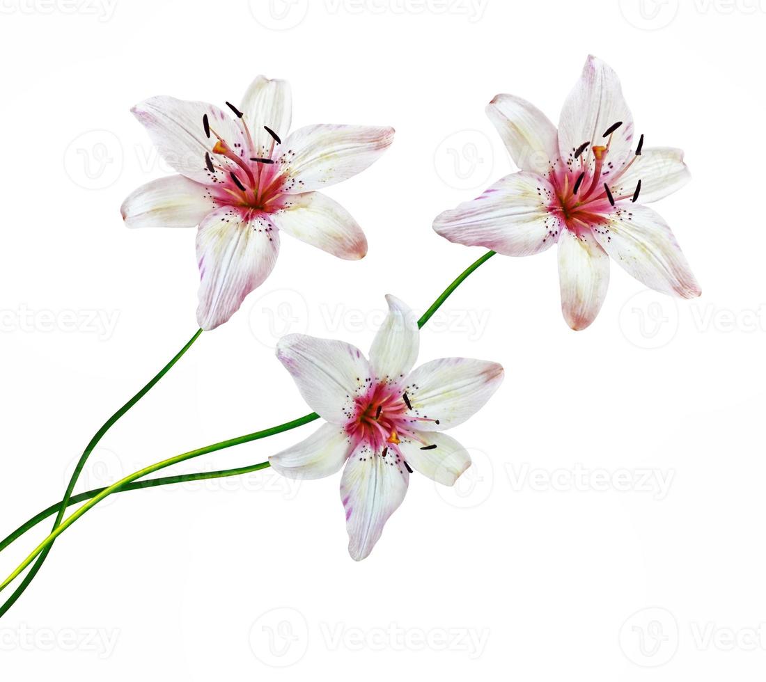 Lily flower on white background photo