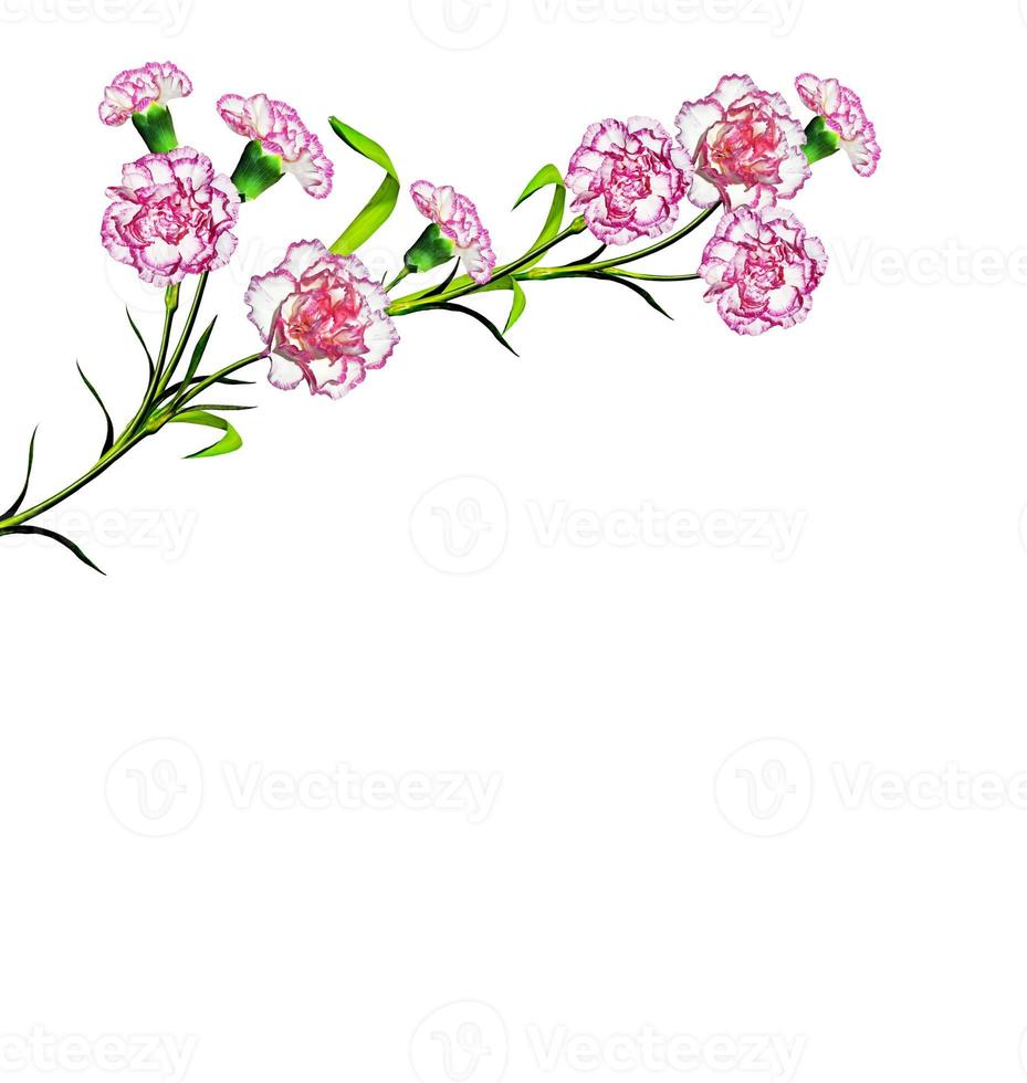 carnation flowers. Nature. photo
