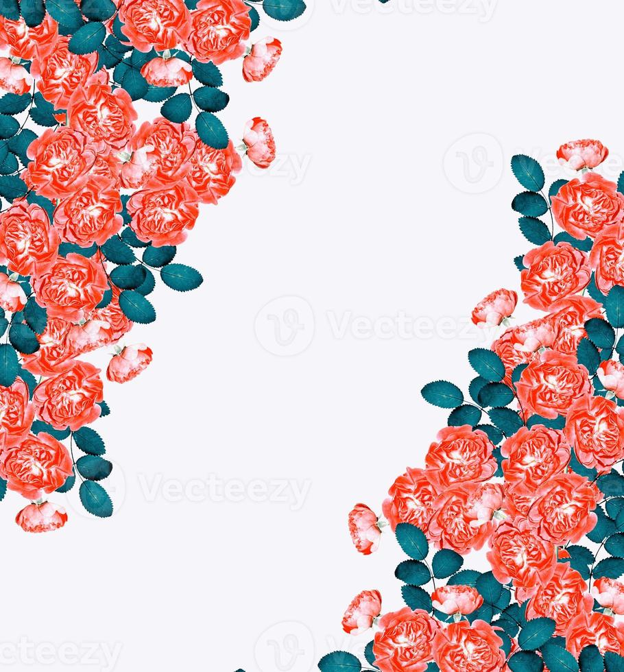 Dog rose flowers on a white background photo