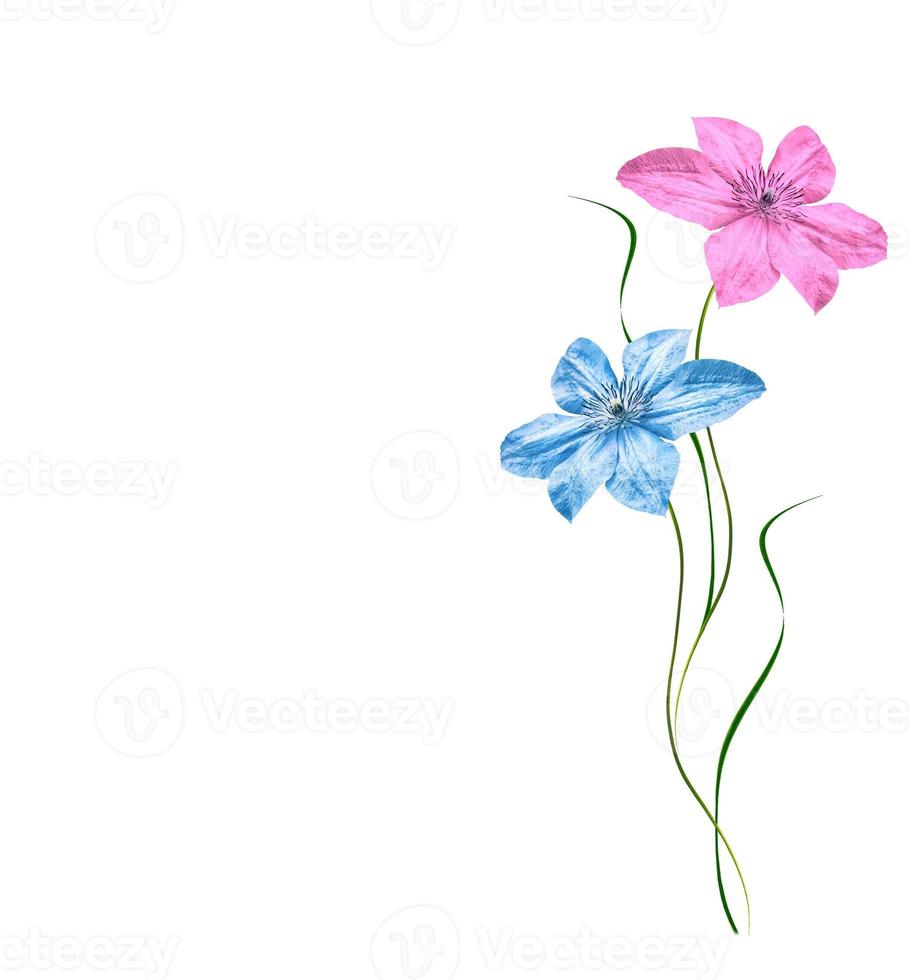 Beautiful spring flowers. photo