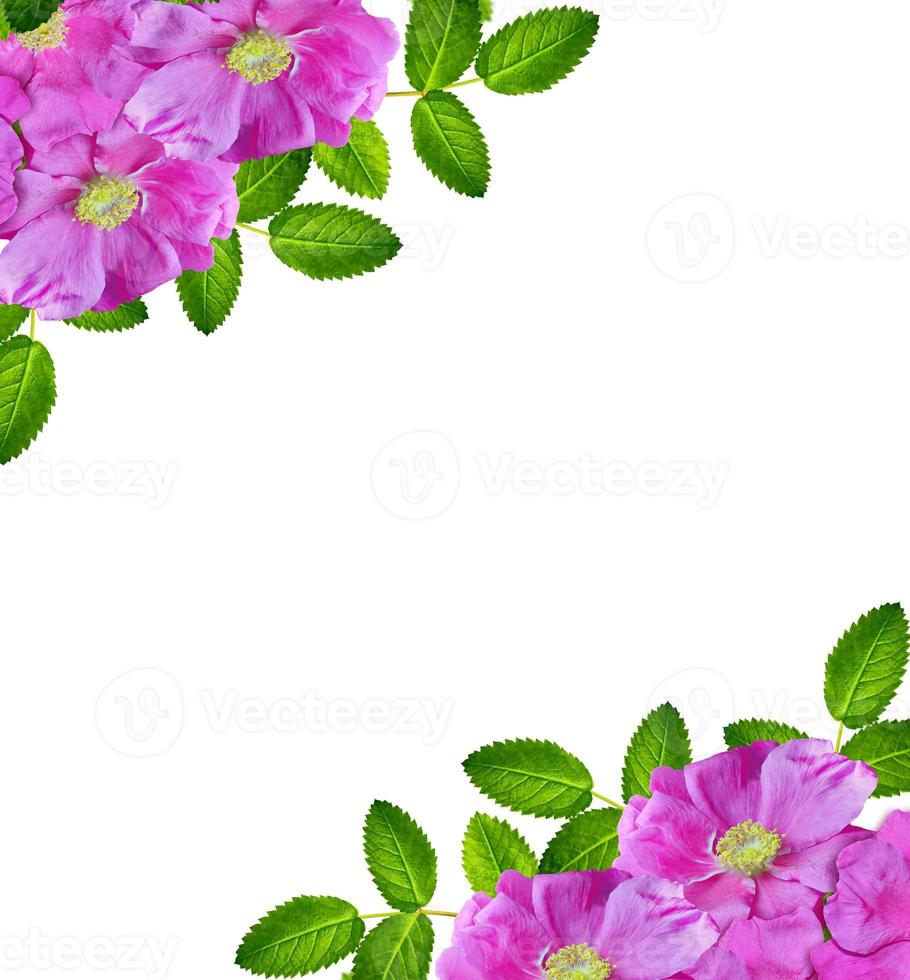 Dog rose flowers on a white background photo