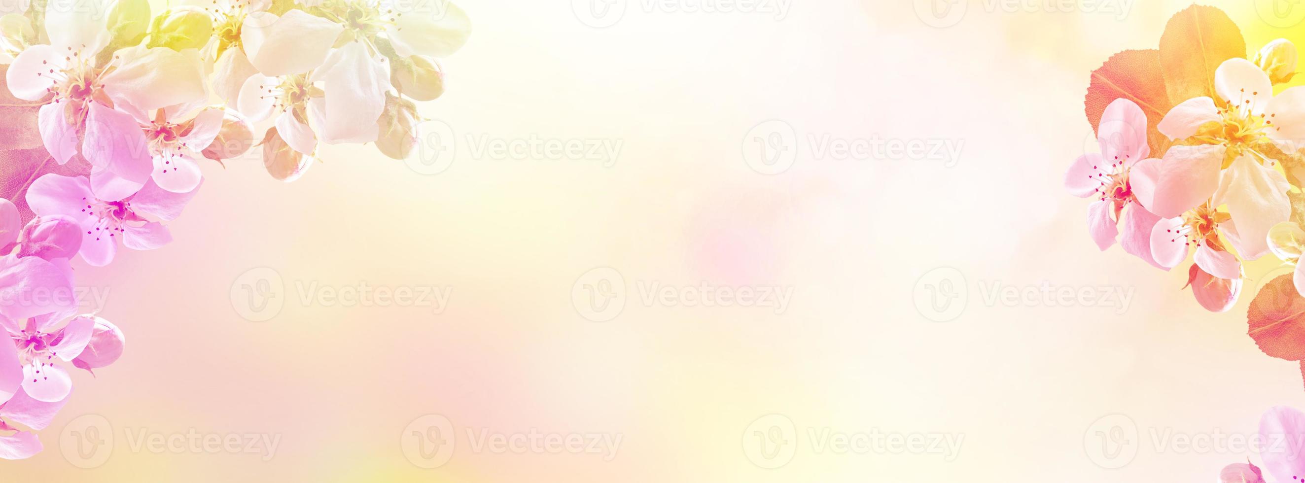 Spring garden. Flowering fruit trees. photo