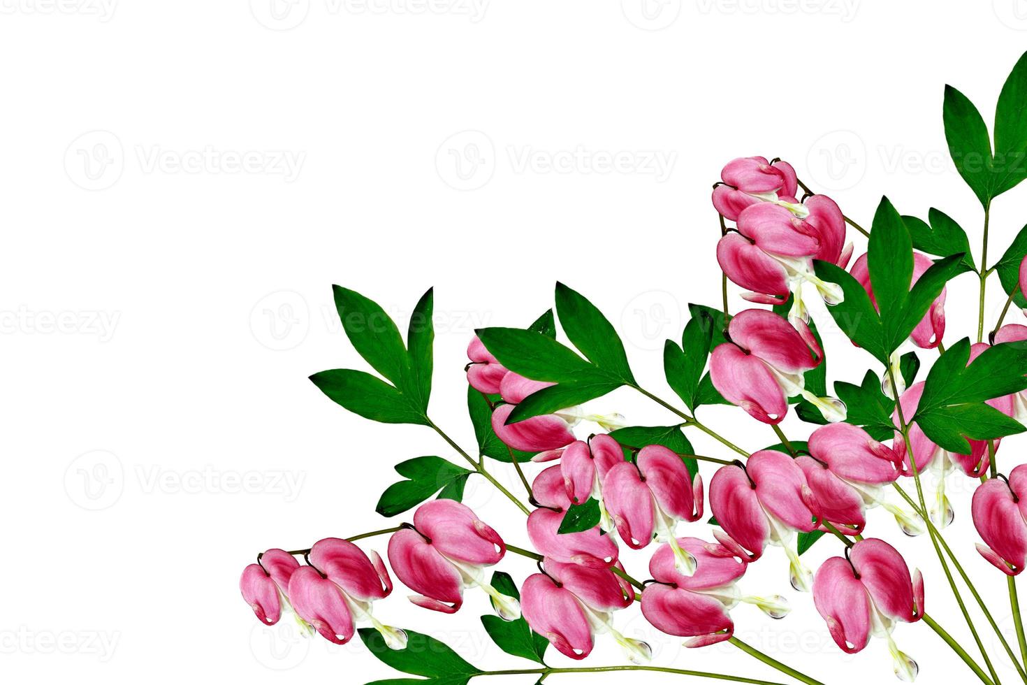 rosa corazón sangrante lamprocapnos spectabilis flores sobre fondo blanco foto