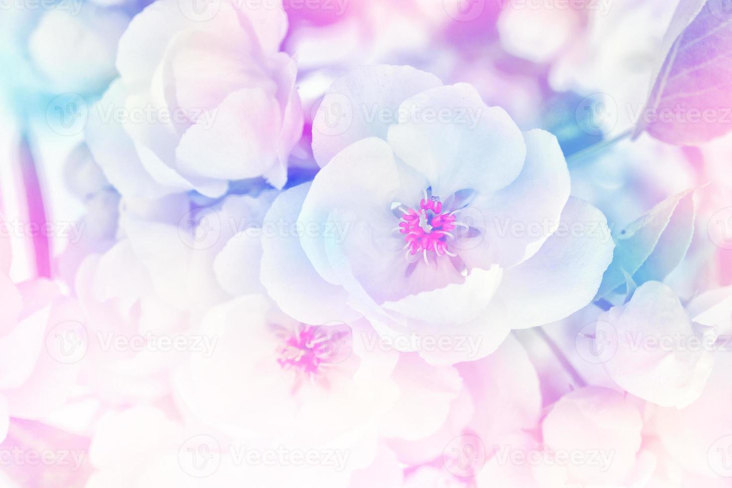 Spring garden. Flowering fruit trees. photo