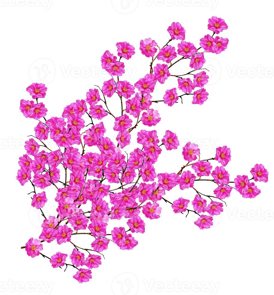 Dog rose  flowers on a white background photo