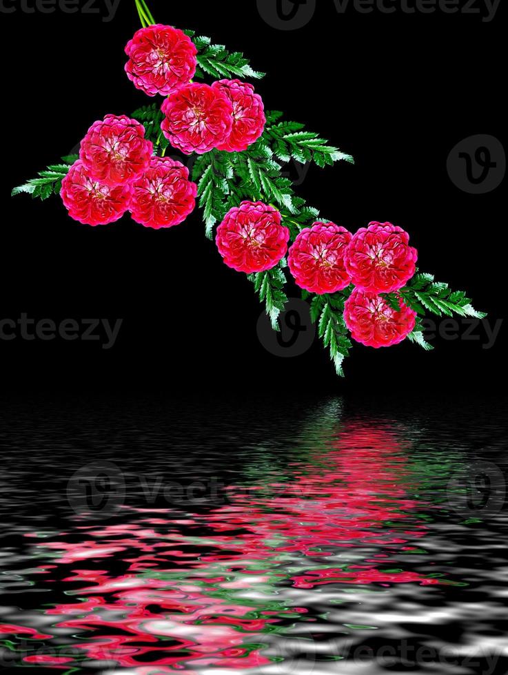 Dog rose flowers on a black background photo