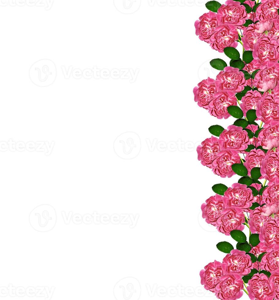 Dog rose flowers on a white background photo