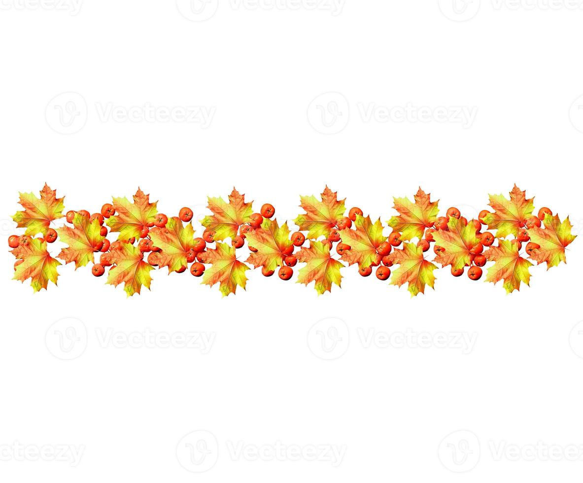 autumn leaves isolated on white background. photo
