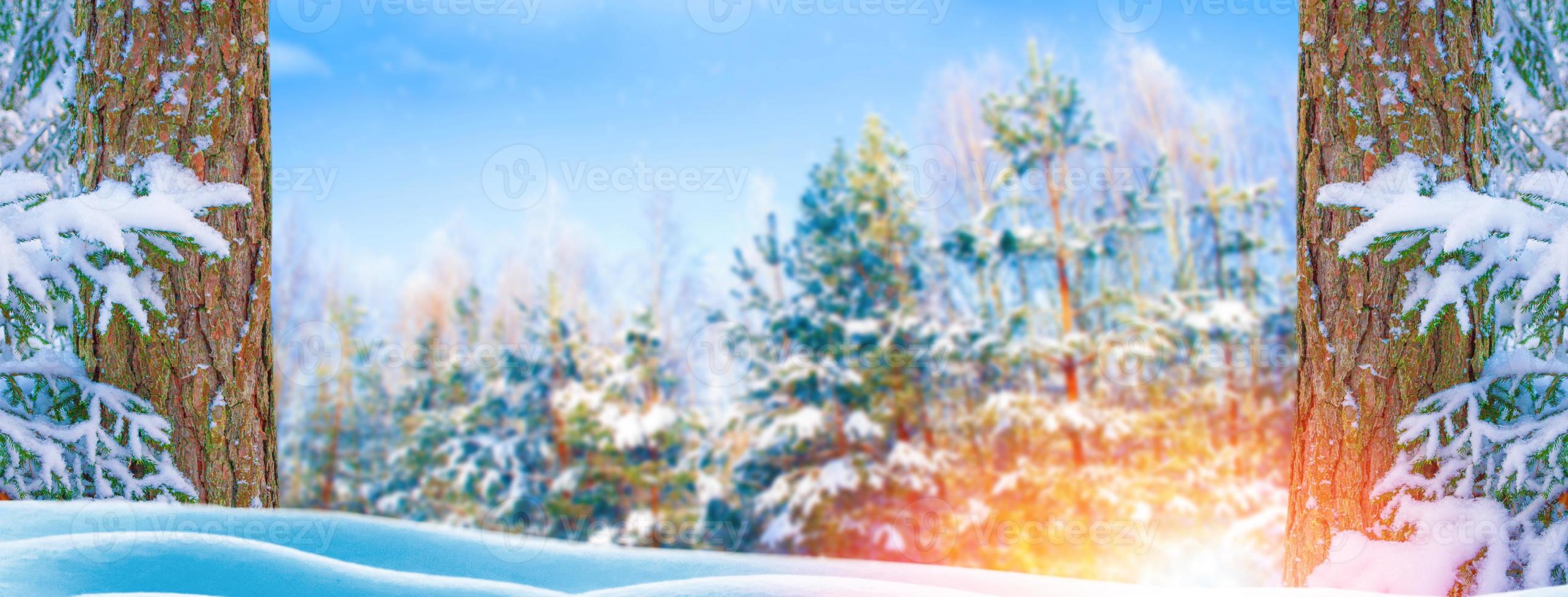 Frozen winter forest with snow covered trees. photo