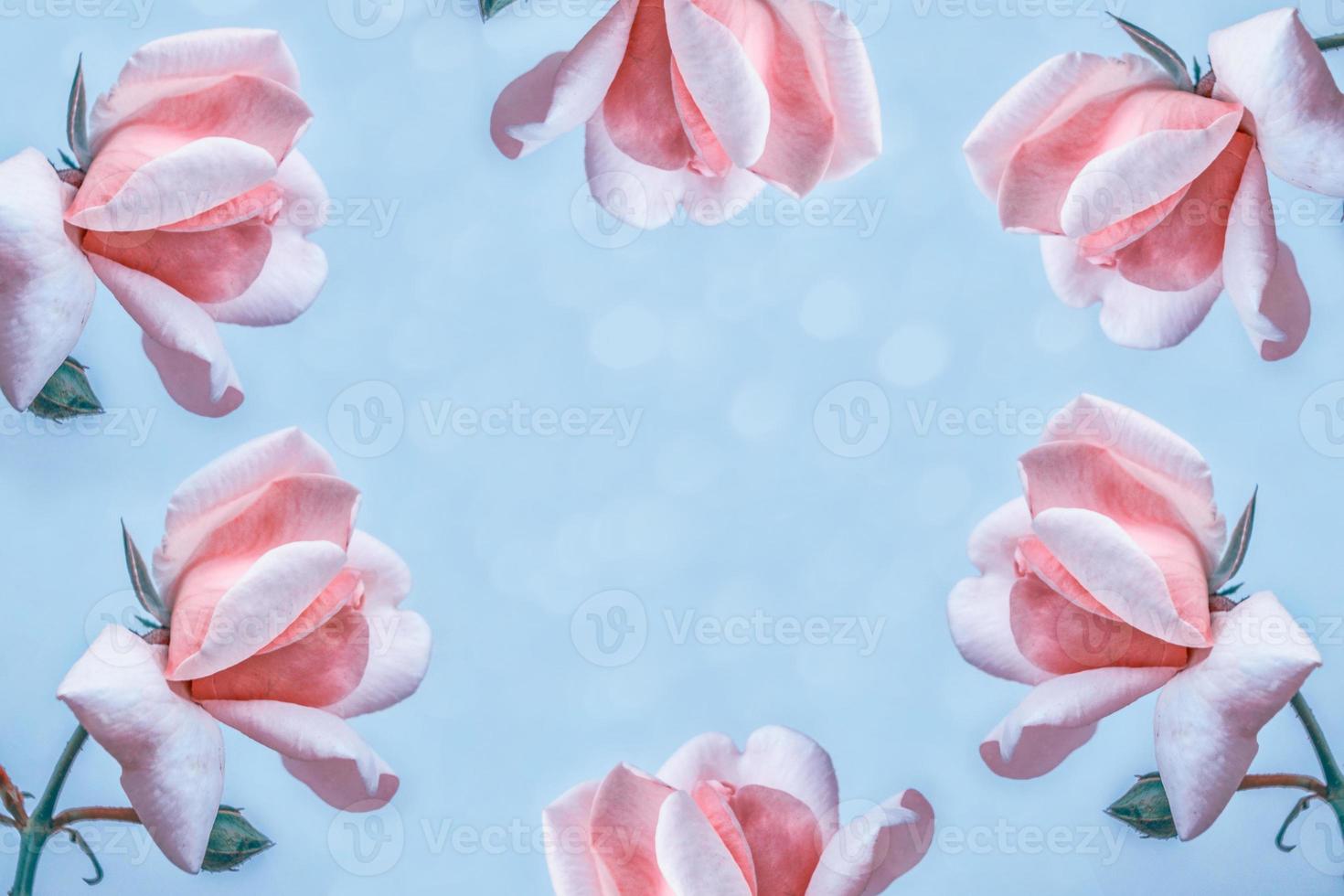 The buds of flowers roses. Holiday card. Floral background photo