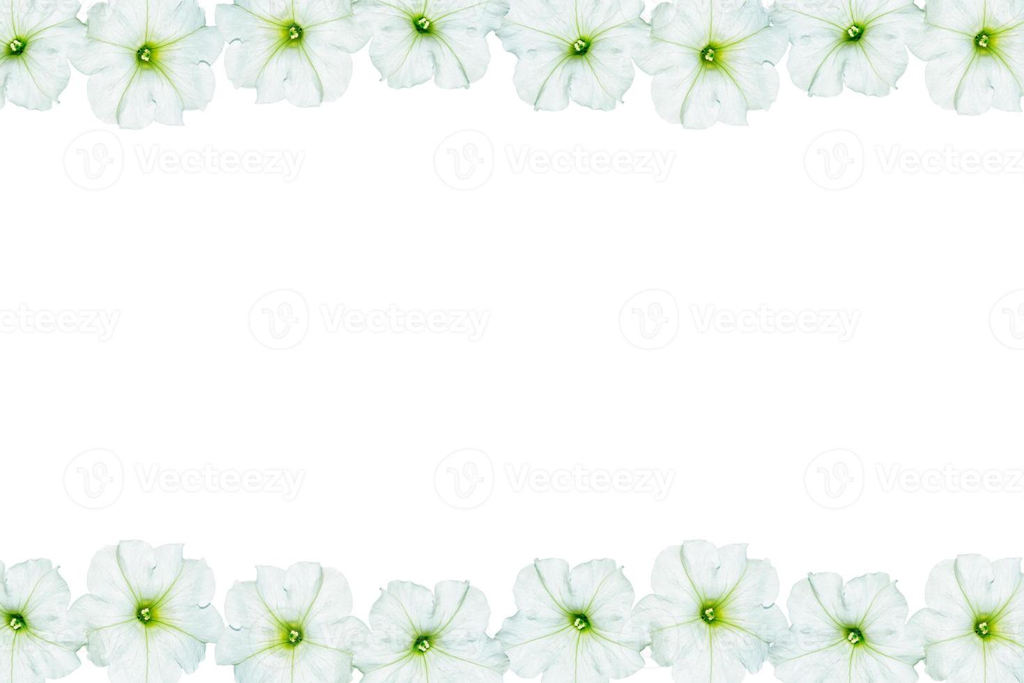 petunias aislado sobre un fondo blanco. Flores coloridas. foto