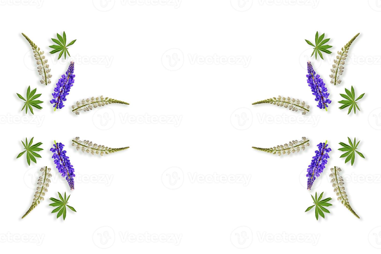 lupines beautiful flowers on a white background photo