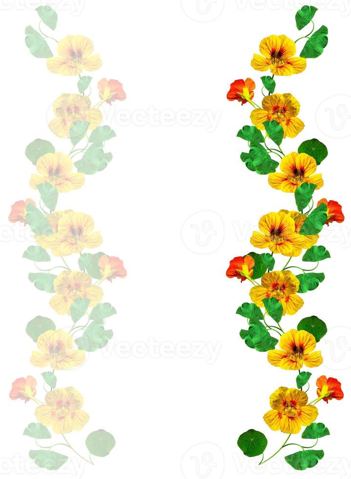 nasturtium flowers isolated on white background photo