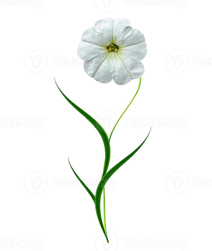 petunia flowers isolated on white background photo