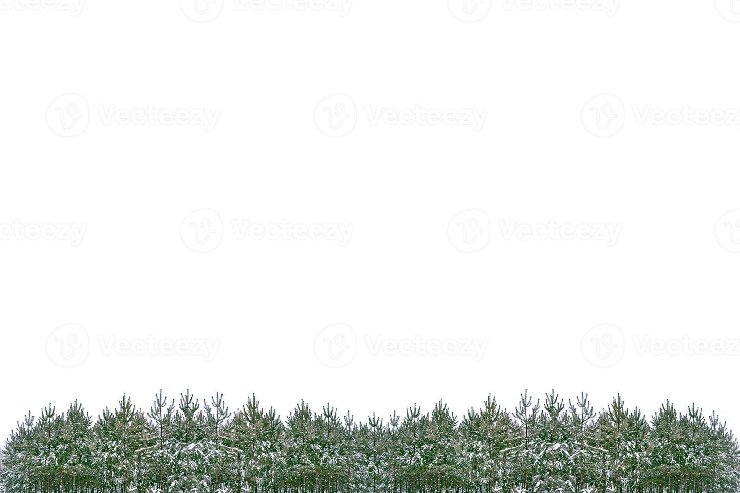 The branches of the snow covered tree Christmas tree photo